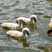 Photo de Cygne