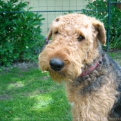 Photo d'Airedale terrier