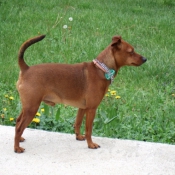 Photo de Pinscher nain