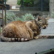 Photo de Chat domestique