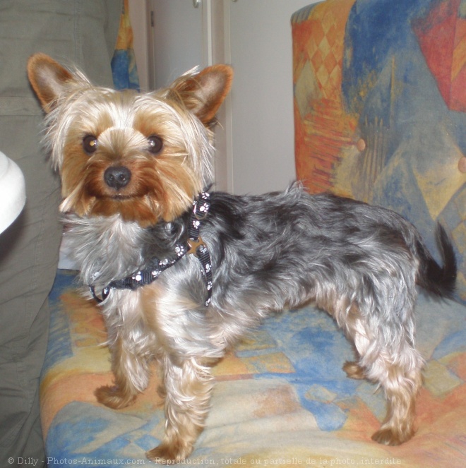 Photo de Yorkshire terrier