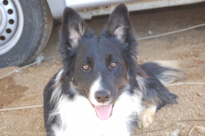 Photo de Border collie