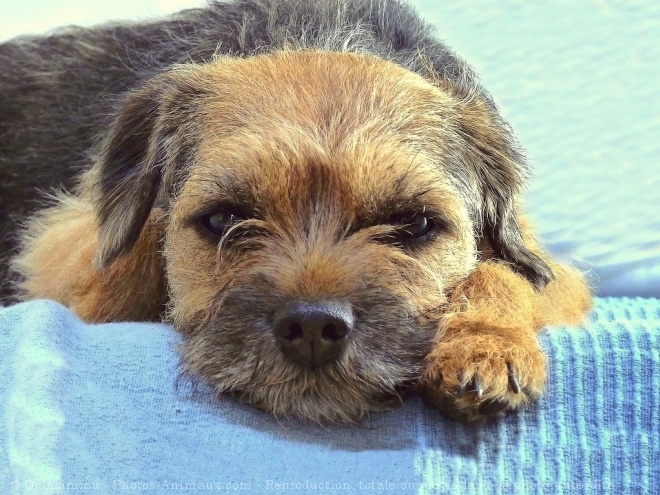 Photo de Border terrier