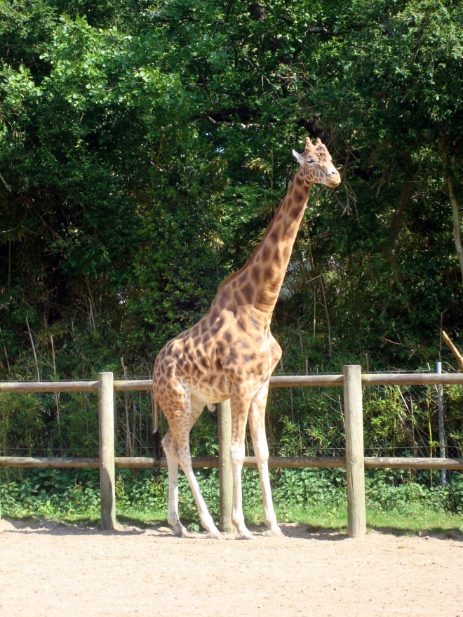 Photo de Girafe