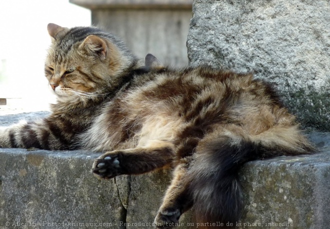 Photo de Chat domestique