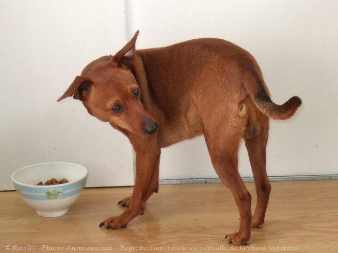 Photo de Pinscher nain