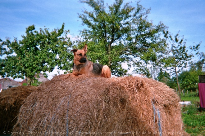 Photo de Berger allemand  poil court