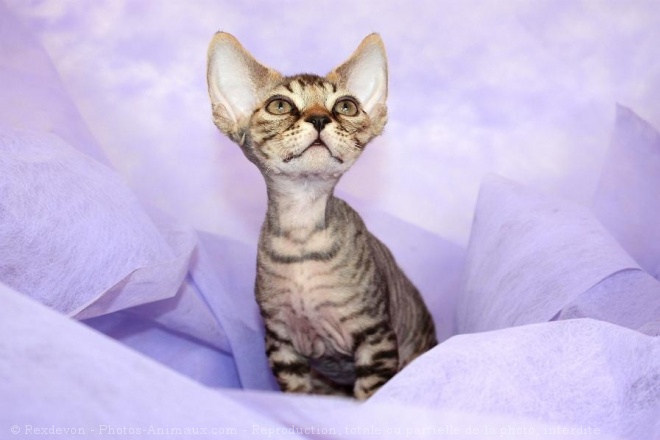 Photo de Devon rex