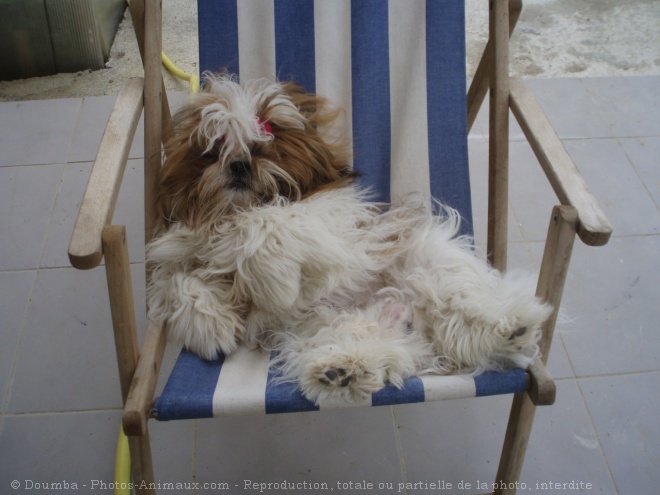 Photo de Shih tzu