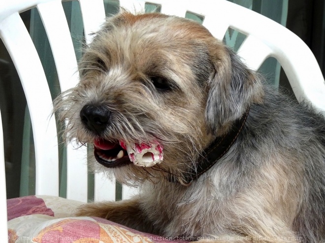 Photo de Border terrier