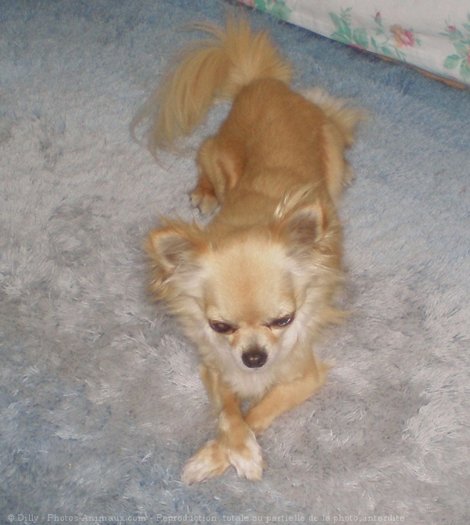 Photo de Chihuahua  poil long