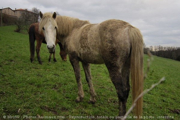 Photo de Camargue