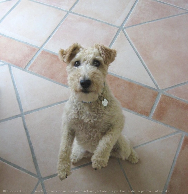 Photo de Fox terrier  poil dur