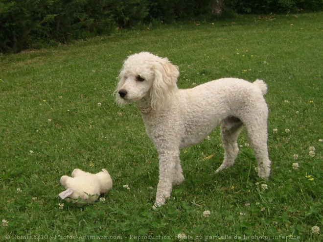 Photo de Caniche moyen