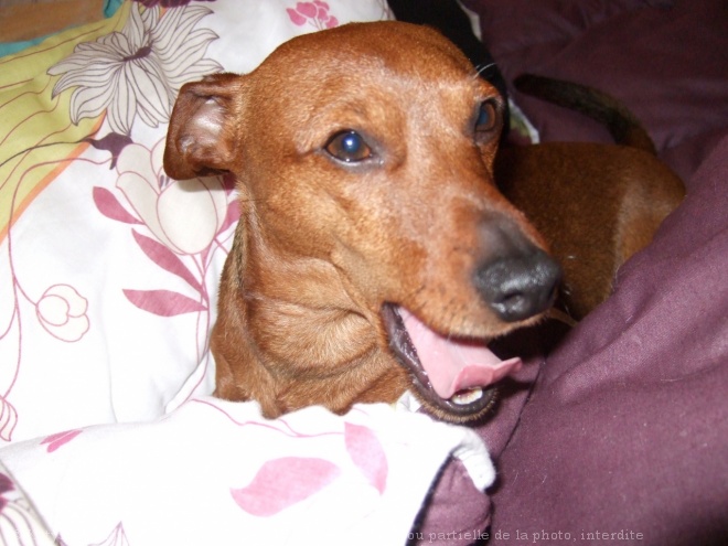 Photo de Pinscher nain