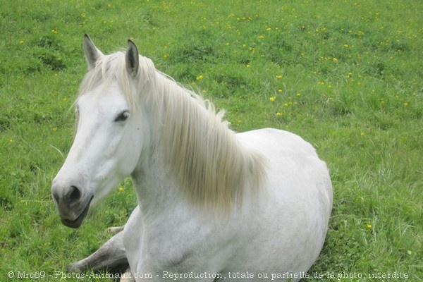 Photo de Camargue