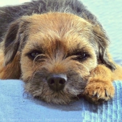 Photo de Border terrier