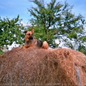 Photo de Berger allemand  poil court