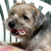 Photo de Border terrier