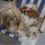 Photo de Shih tzu