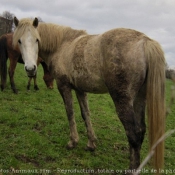 Photo de Camargue