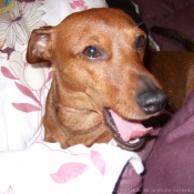 Photo de Pinscher nain