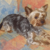 Photo de Yorkshire terrier