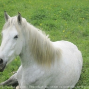 Photo de Camargue