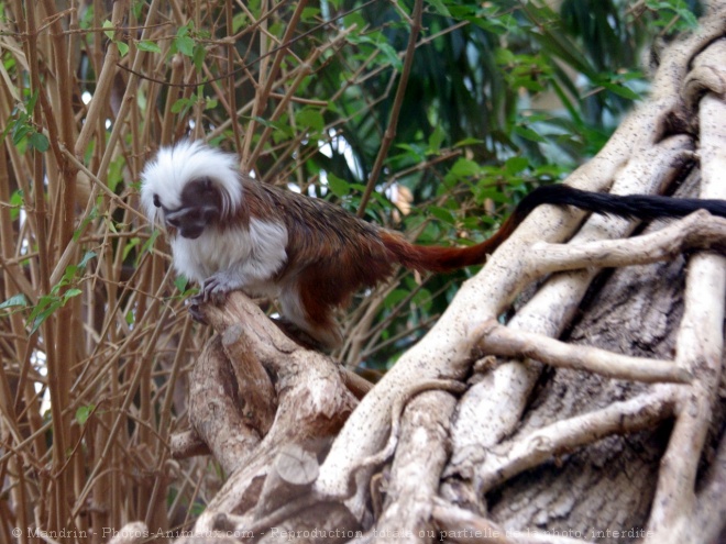 Photo de Singe - pinch  tte blanche