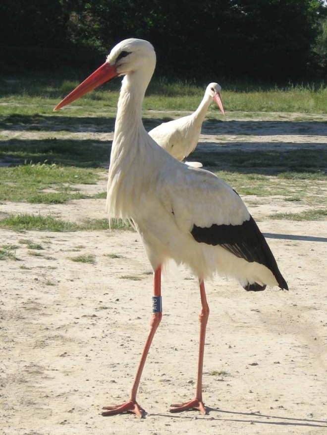 Photo de Cigogne