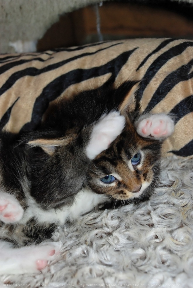 Photo de Maine coon