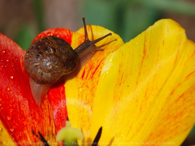 Photo d'Escargot