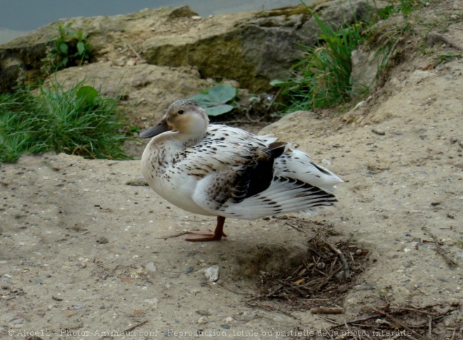 Photo de Canard colvert