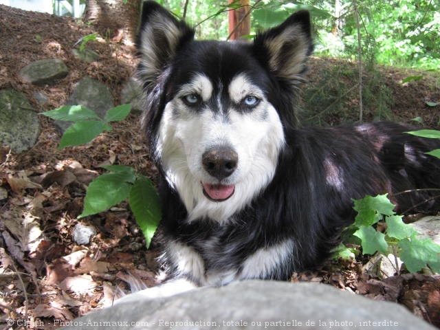 Photo de Husky siberien