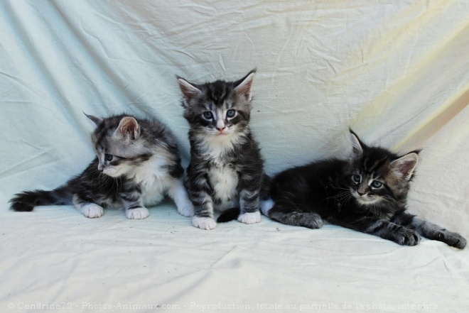 Photo de Maine coon