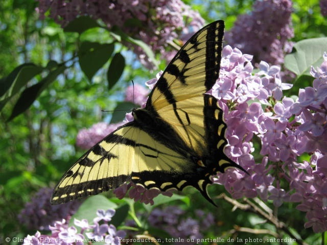 Photo de Papillon