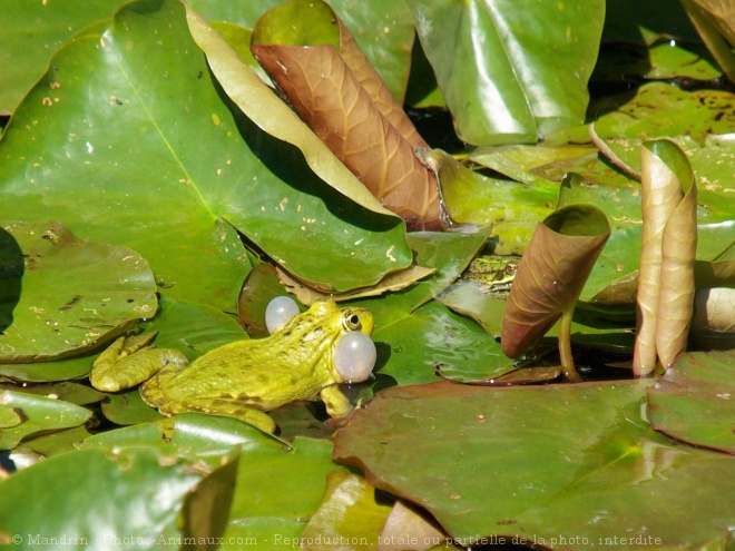 Photo de Grenouille verte commune