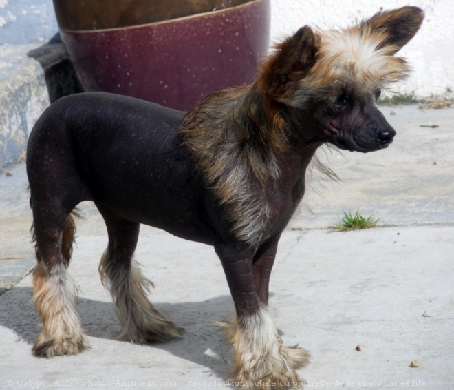 Photo de Chien chinois nu  crte