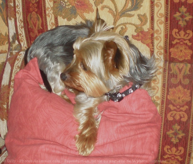 Photo de Yorkshire terrier