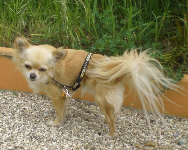 Photo de Chihuahua  poil long