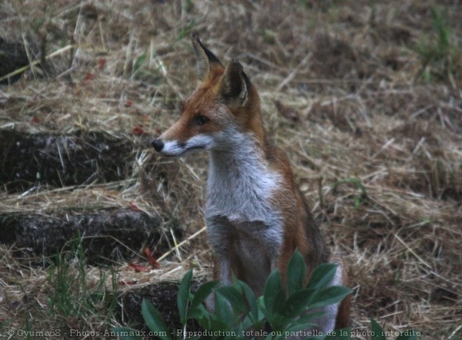 Photo de Renard