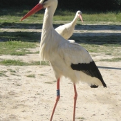 Photo de Cigogne