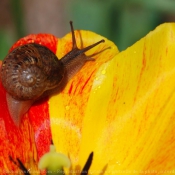 Photo d'Escargot