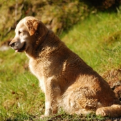 Photo de Golden retriever