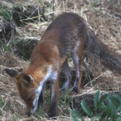 Photo de Renard