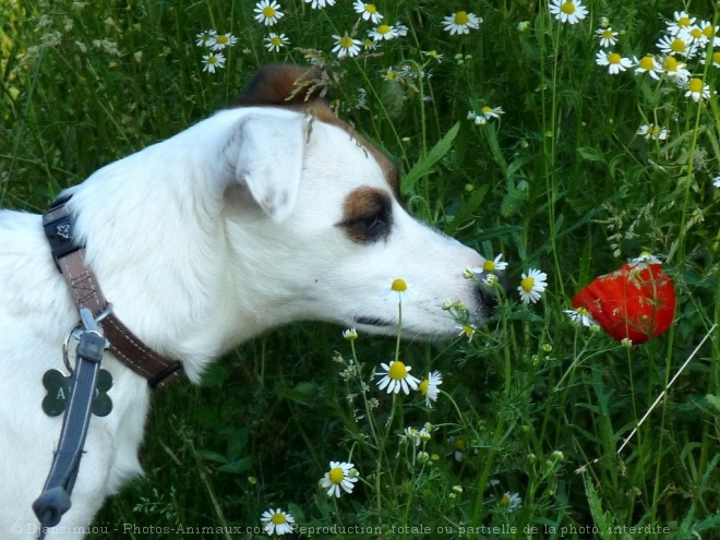 Photo de Jack russell terrier