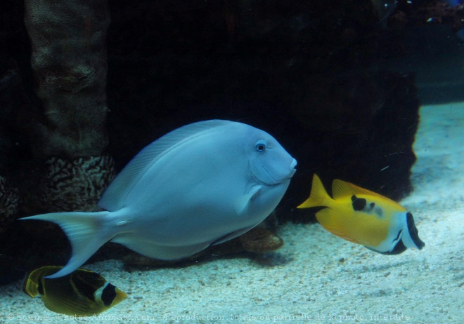 Photo de Poissons exotiques