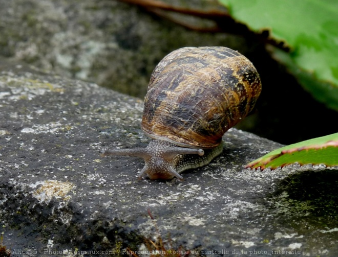 Photo d'Escargot