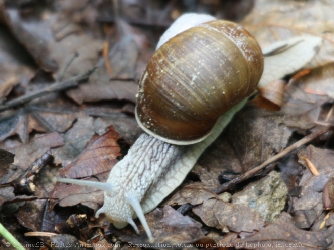 Photo d'Escargot