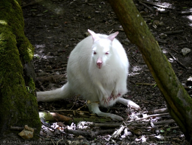 Photo de Wallaby